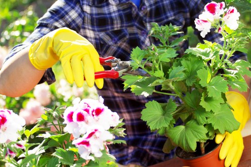 Professional tree lopping service in Sydenham